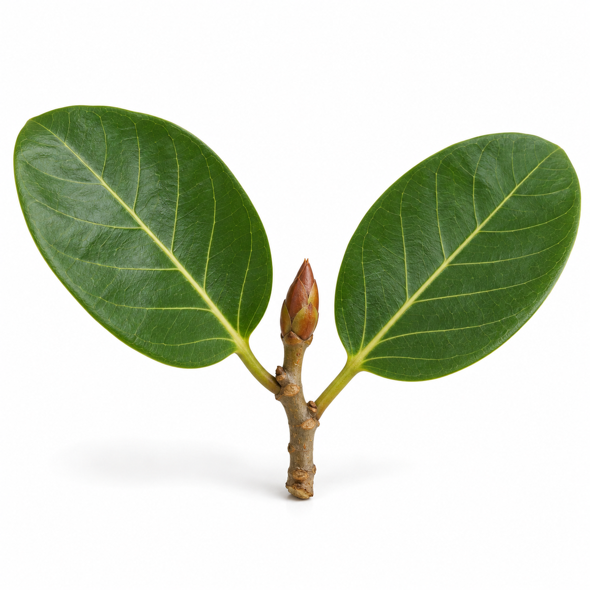 Aala Mottu banyan bud with two leaves — illustrative image