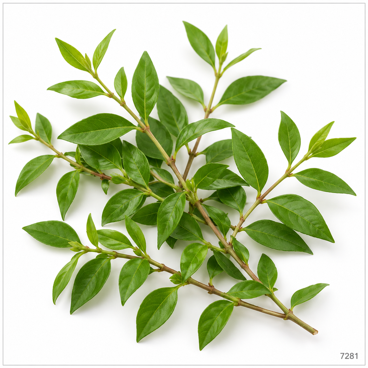 Henna / Marudhani / Gorintaku leaves (Lawsonia inermis), illustrative image