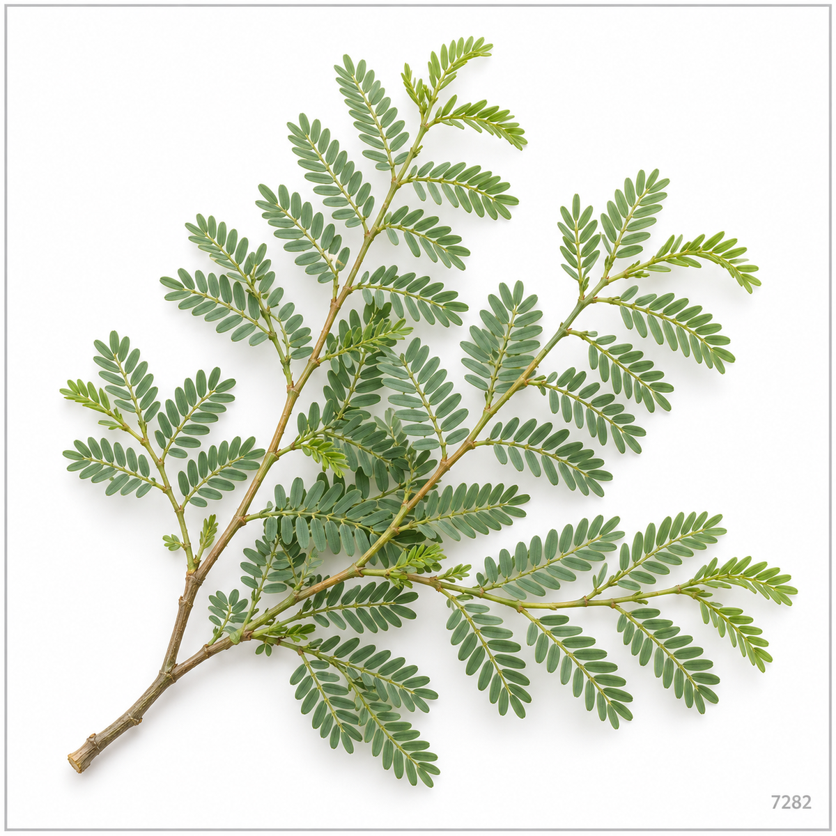Shami / Vanni / Jammi leaves — illustrative image