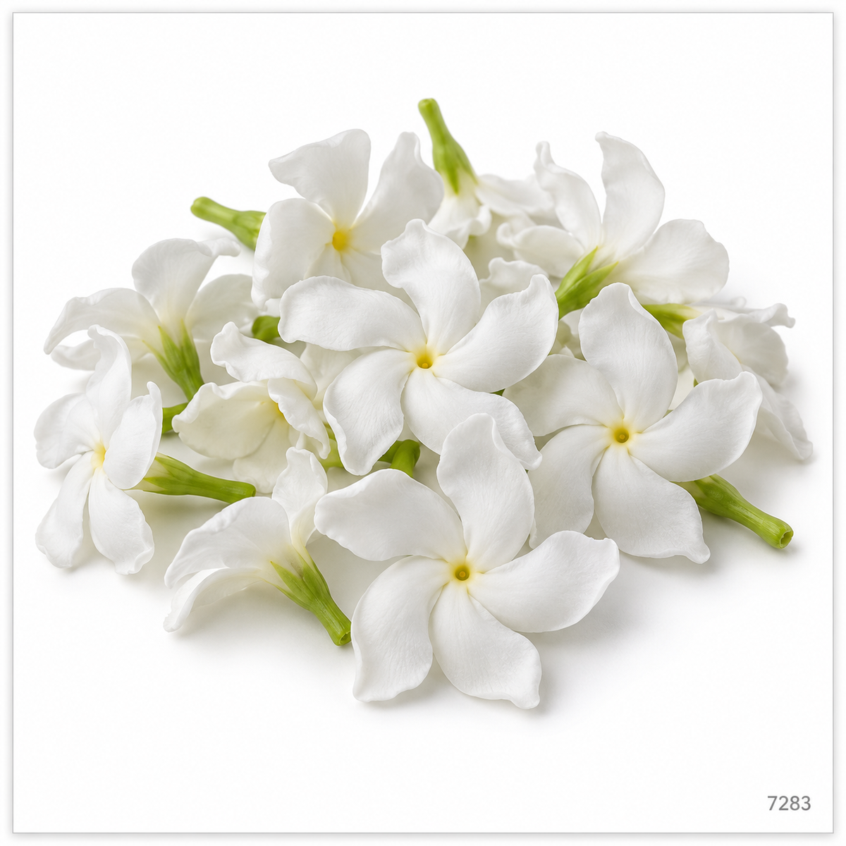 Nandiyavattam / Nandivardhanam Flowers – 100 g — illustrative image