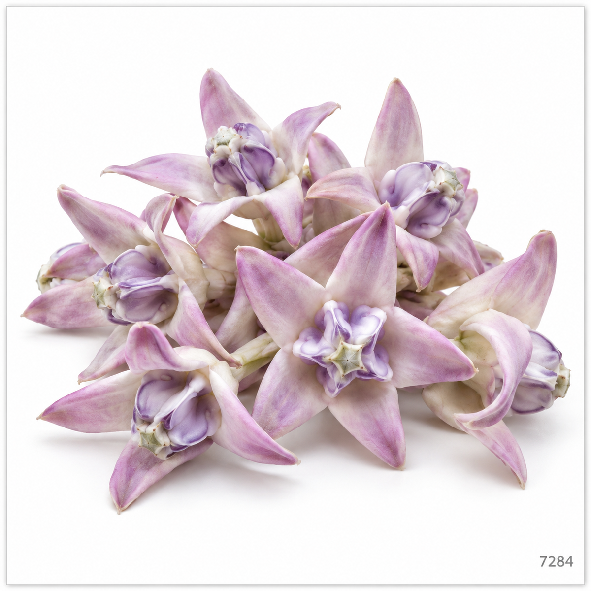 Pink Erukkam Poo / Jilledu Loose Flowers – 100 g — illustrative image