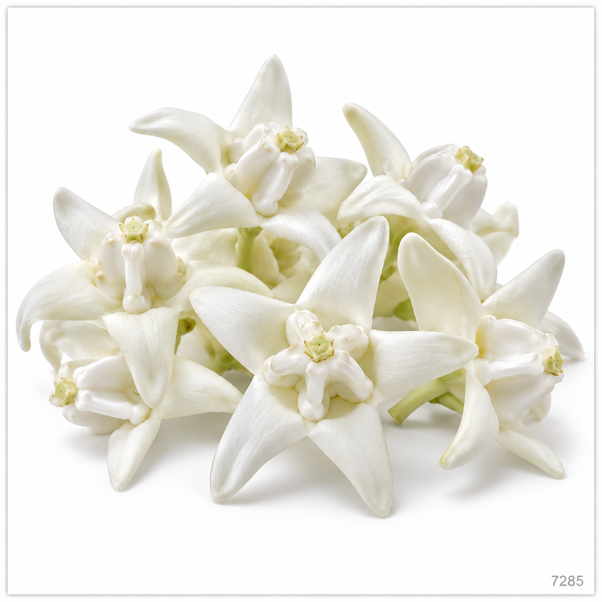 White Erukkam Poo / Tella Jilledu Loose Flowers – 100 g — illustrative image