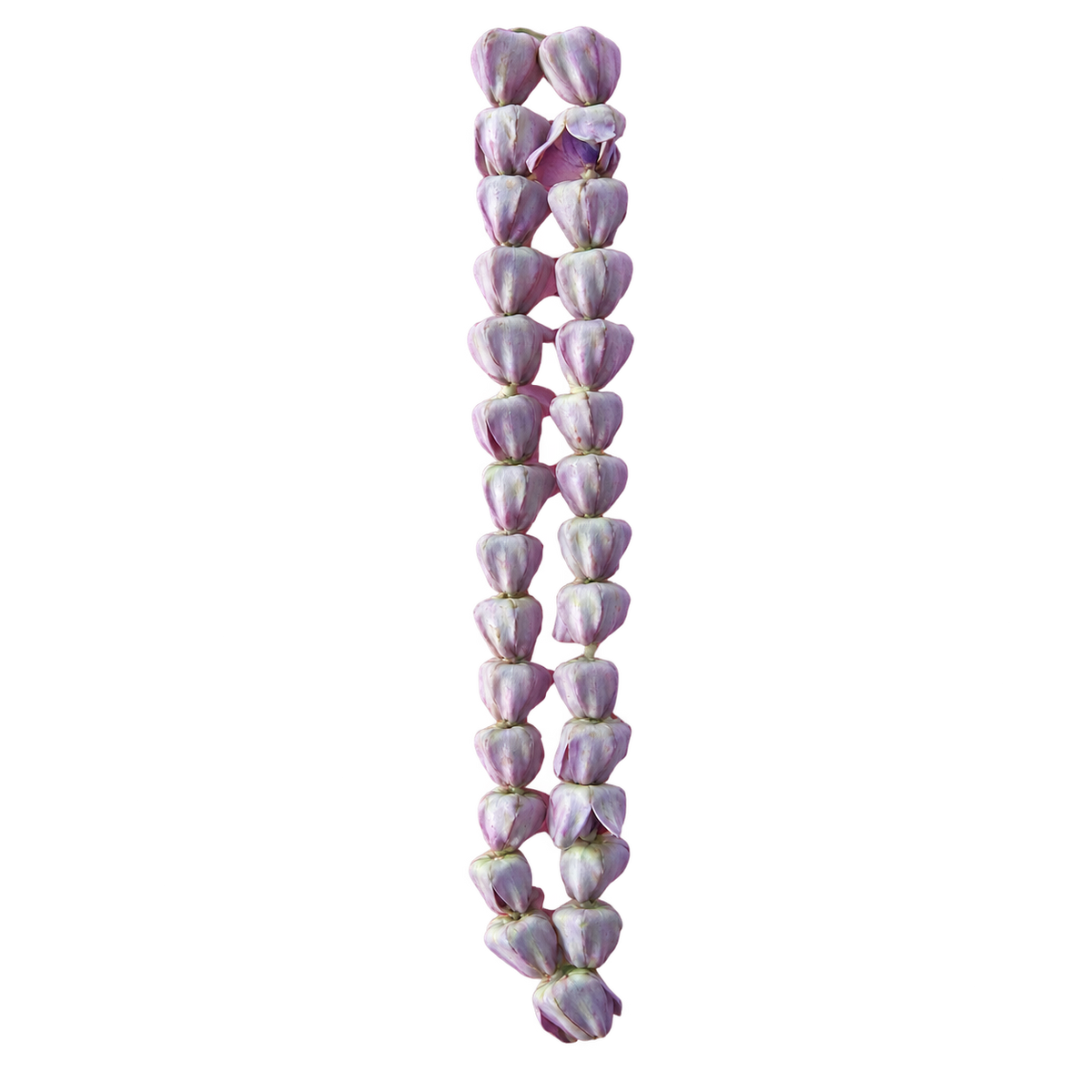 Pink Erukkam Poo / Jilledu Flower String – 1 ft — edited reference image