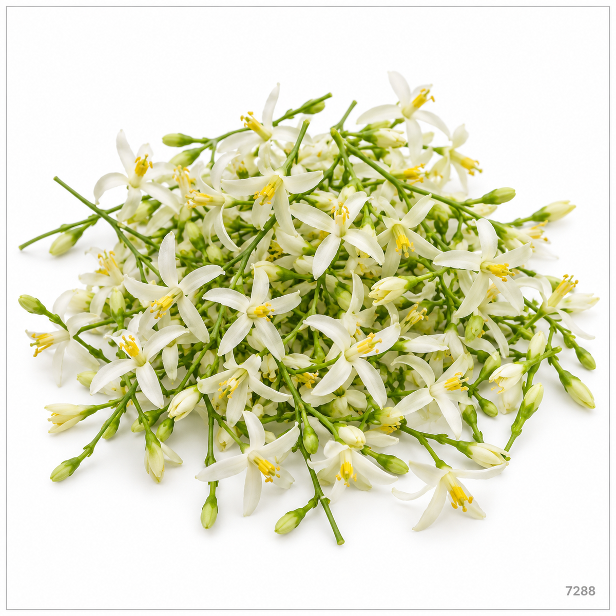 Fresh Neem Flowers / Veppam Poo / Vepa Puvvu – 100 g — illustrative image