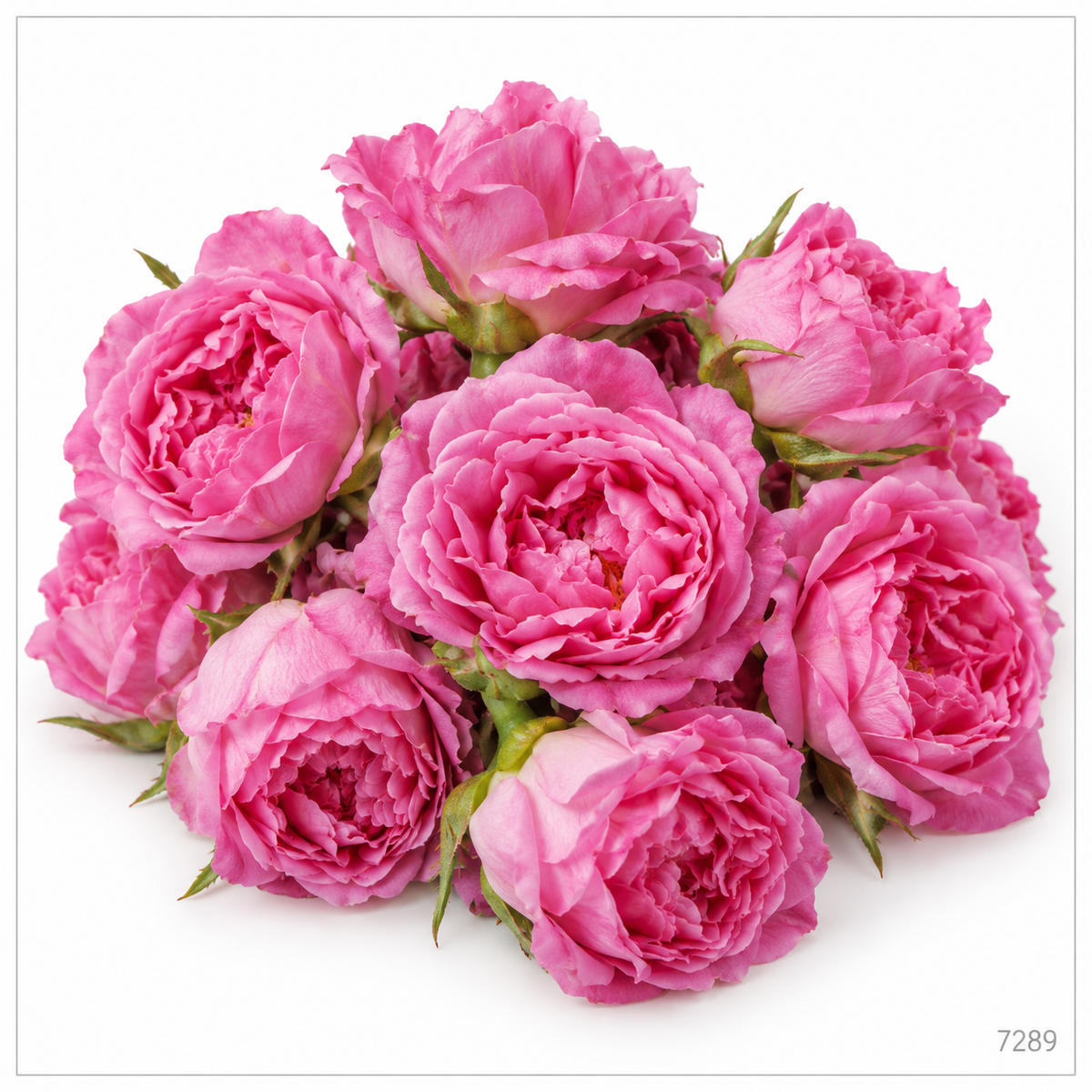 Paneer Rose / Panneer Roja Whole Flowers – 100 g — illustrative image