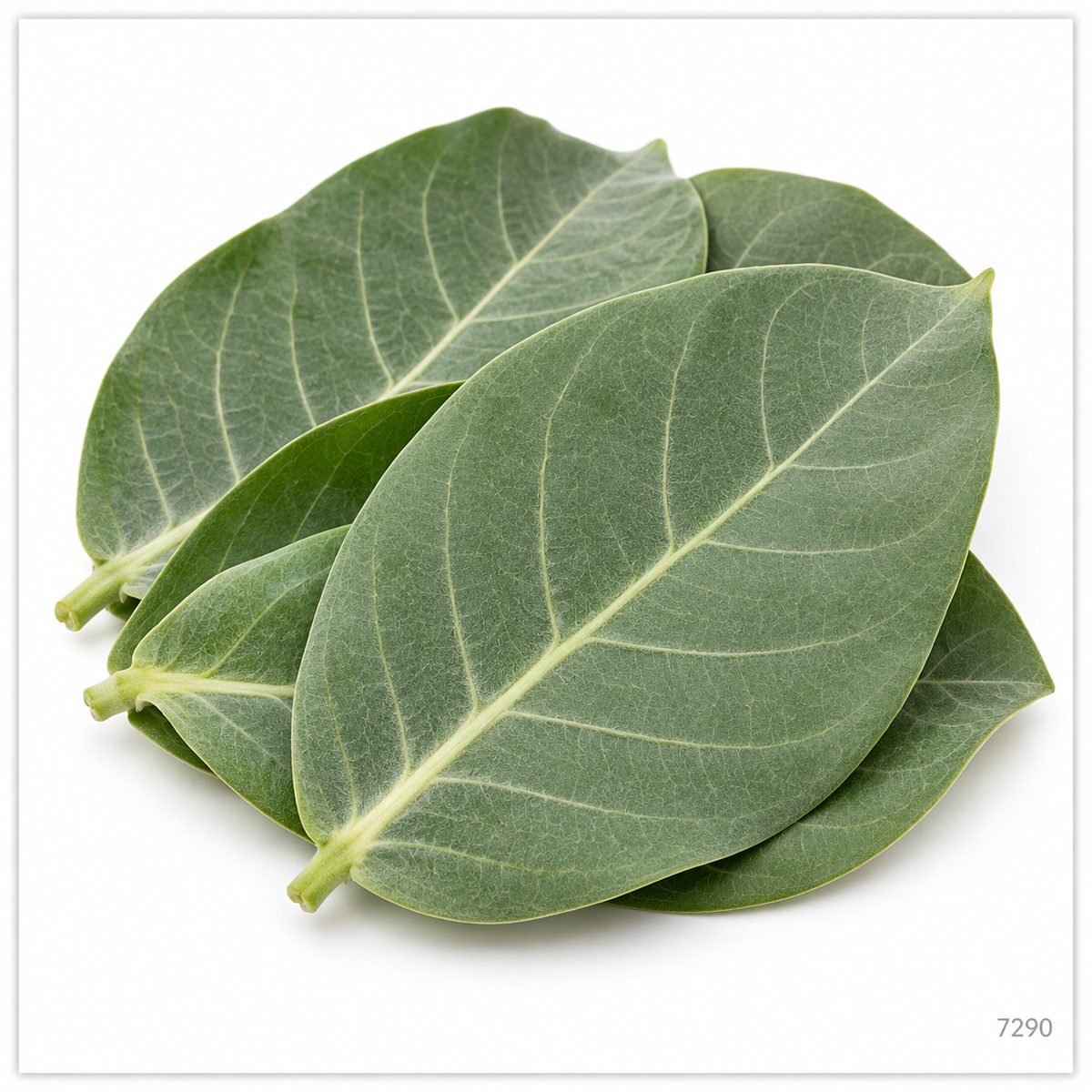 Erukku / Jilledu Leaves – 50 g — illustrative image