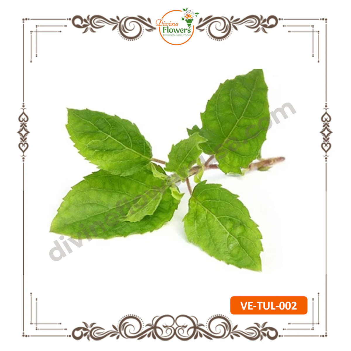 Tulsi (VE-TUL-002) Vaikunta Ekadesi