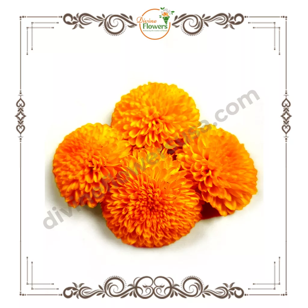 Orange Marigold 1