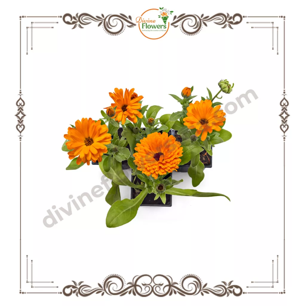 Orange Marigold 2