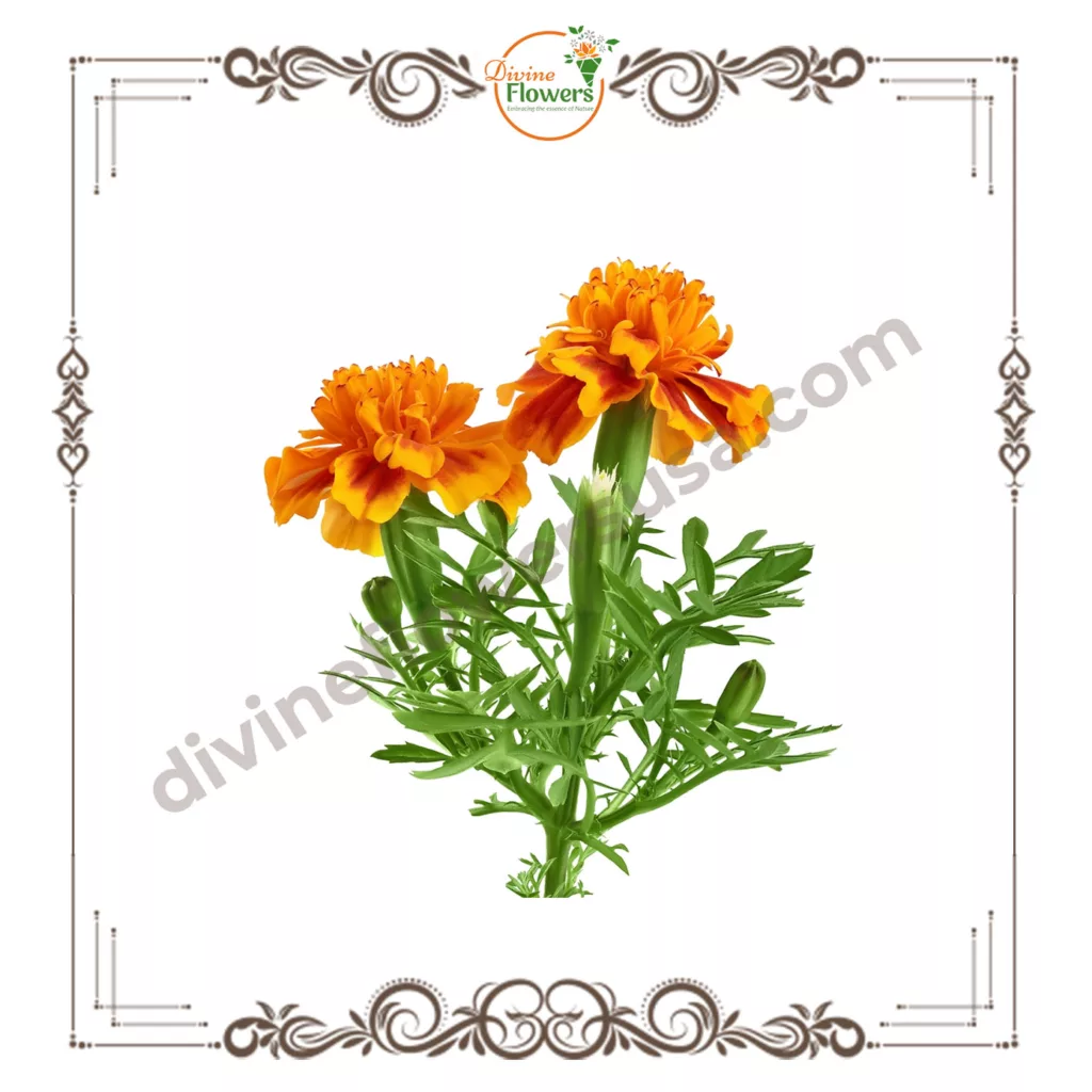 Orange Marigold 3