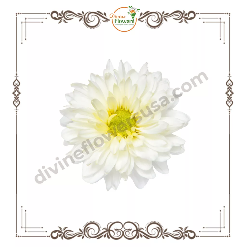 White chrysanthemum 4