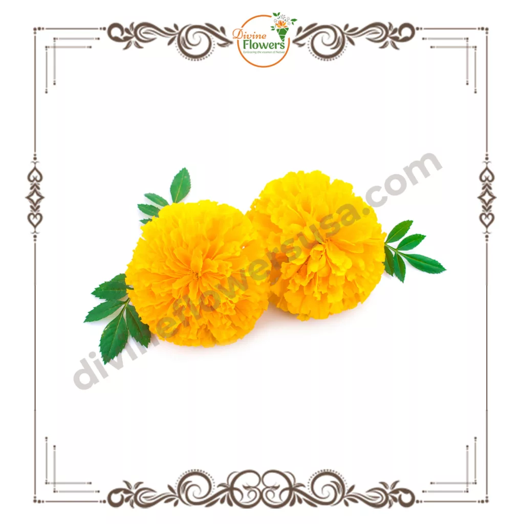 Yellow Marigold 4