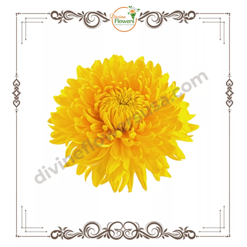 Yellow chrysanthemum 1